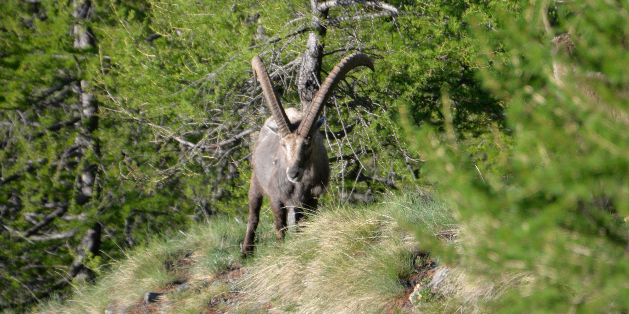 steinbock-front.jpg