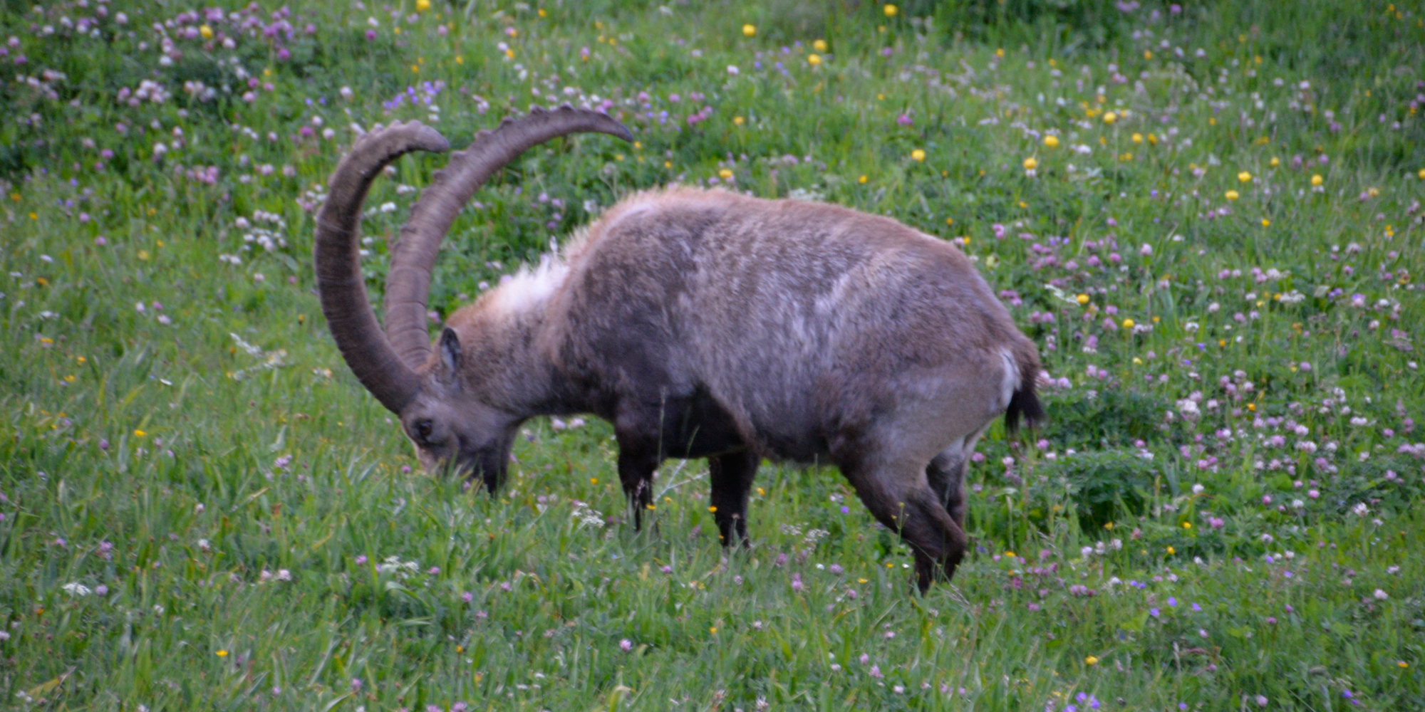 steinbock-wiesse.jpg
